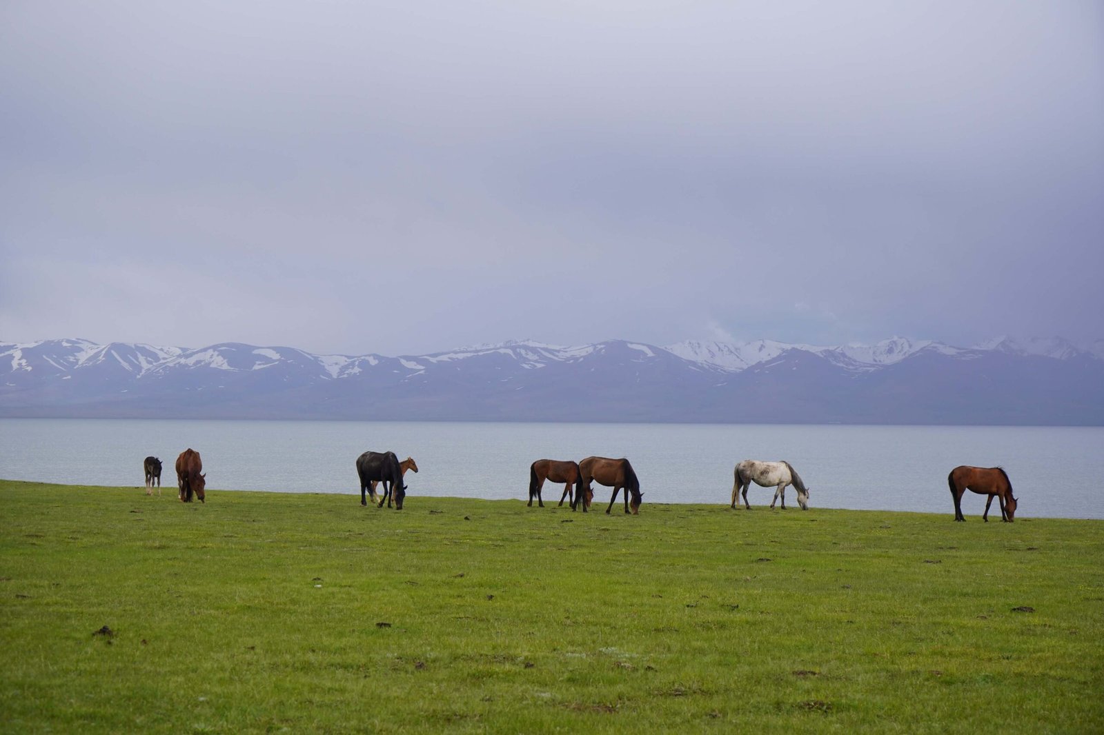 Song-Kol Lake photo 8